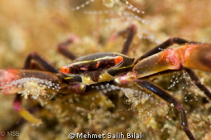 Ready for hugging ! by Mehmet Salih Bilal 